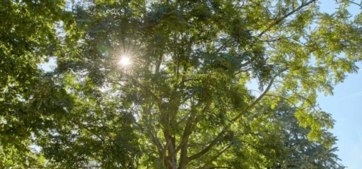  Rowan tree in the cemetery