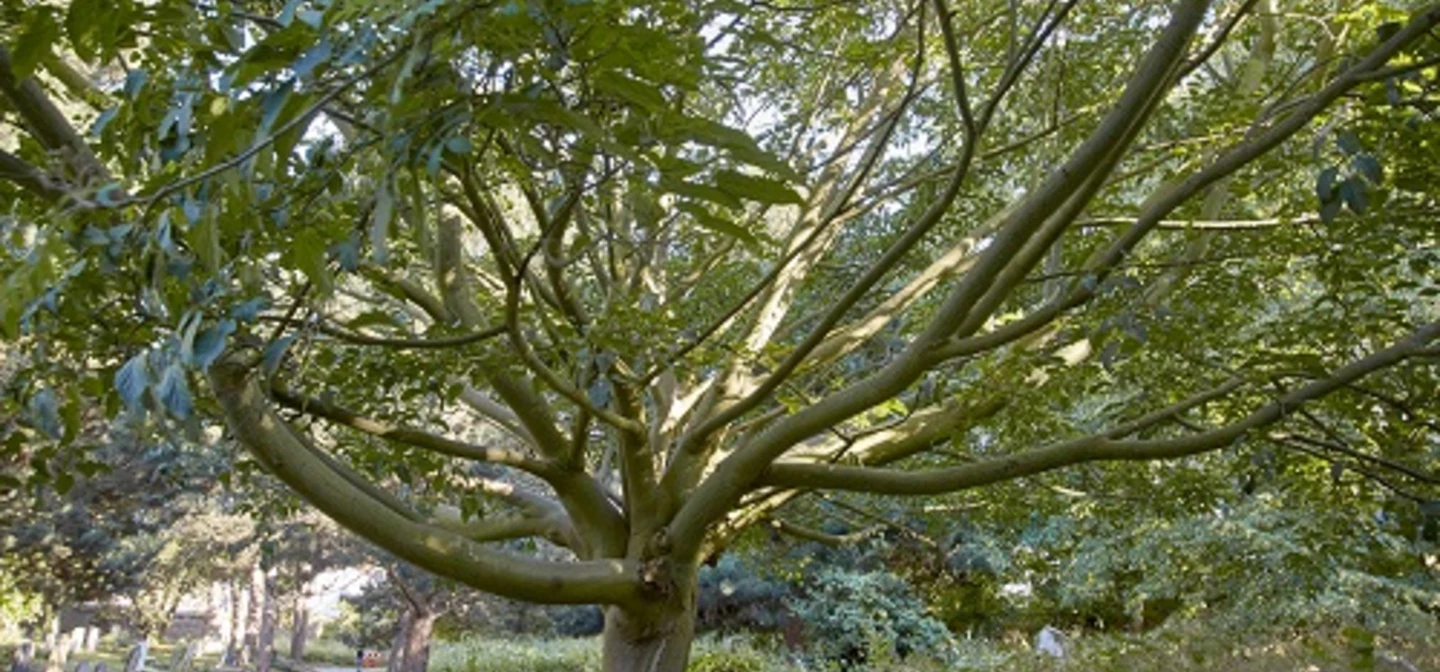 Snake bark maple