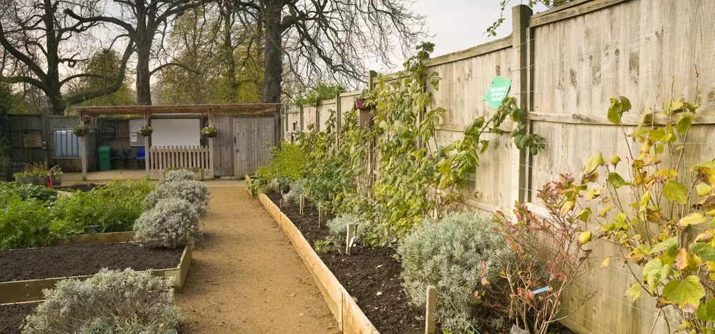 The allotment in Kensington Gardens