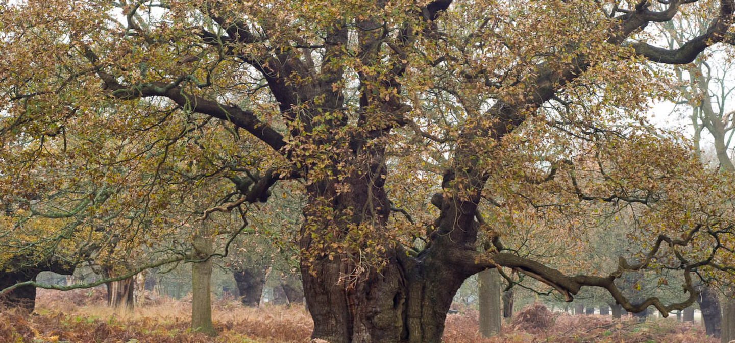 Ancient oak tree in Richmond Park