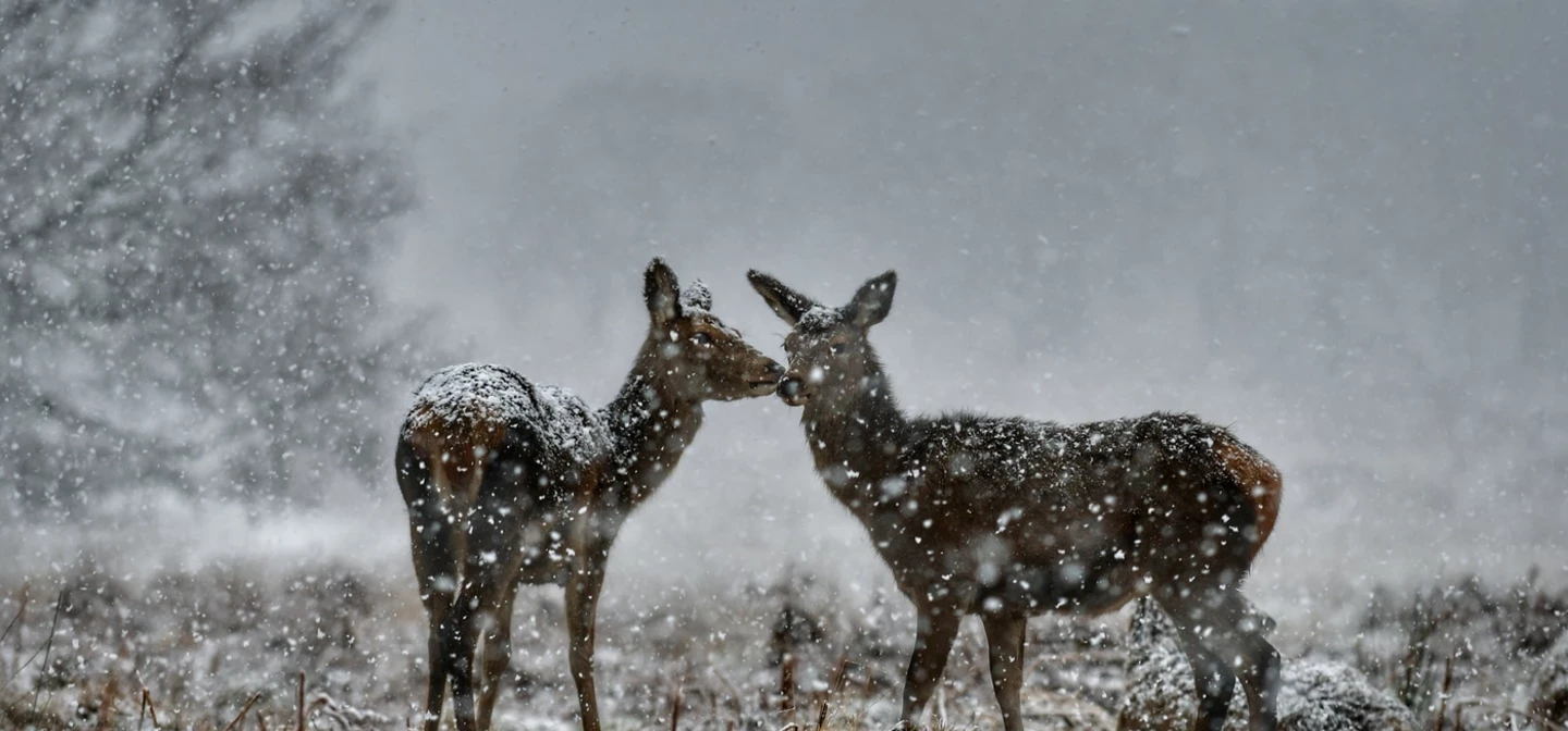 Deer Safety advice for Richmond Park