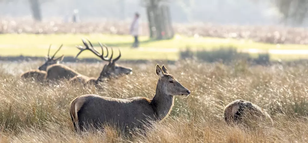 Deer in Bushy Park