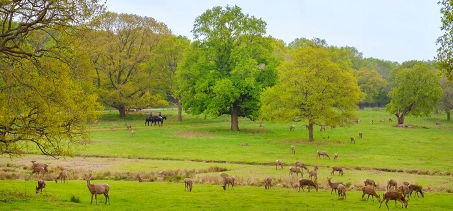 Deer in Richmond Park in spring