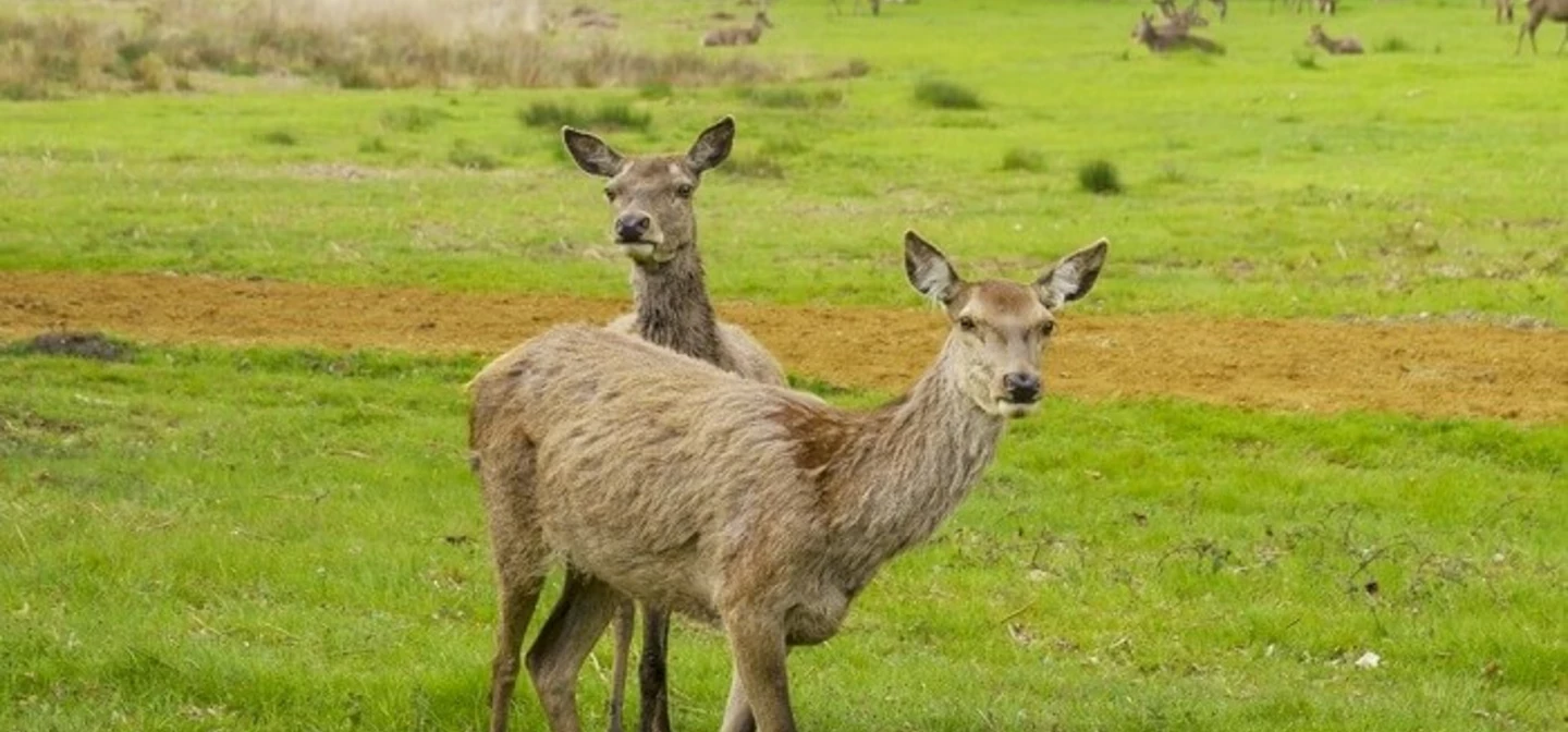 Deer in Richmond Park in spring