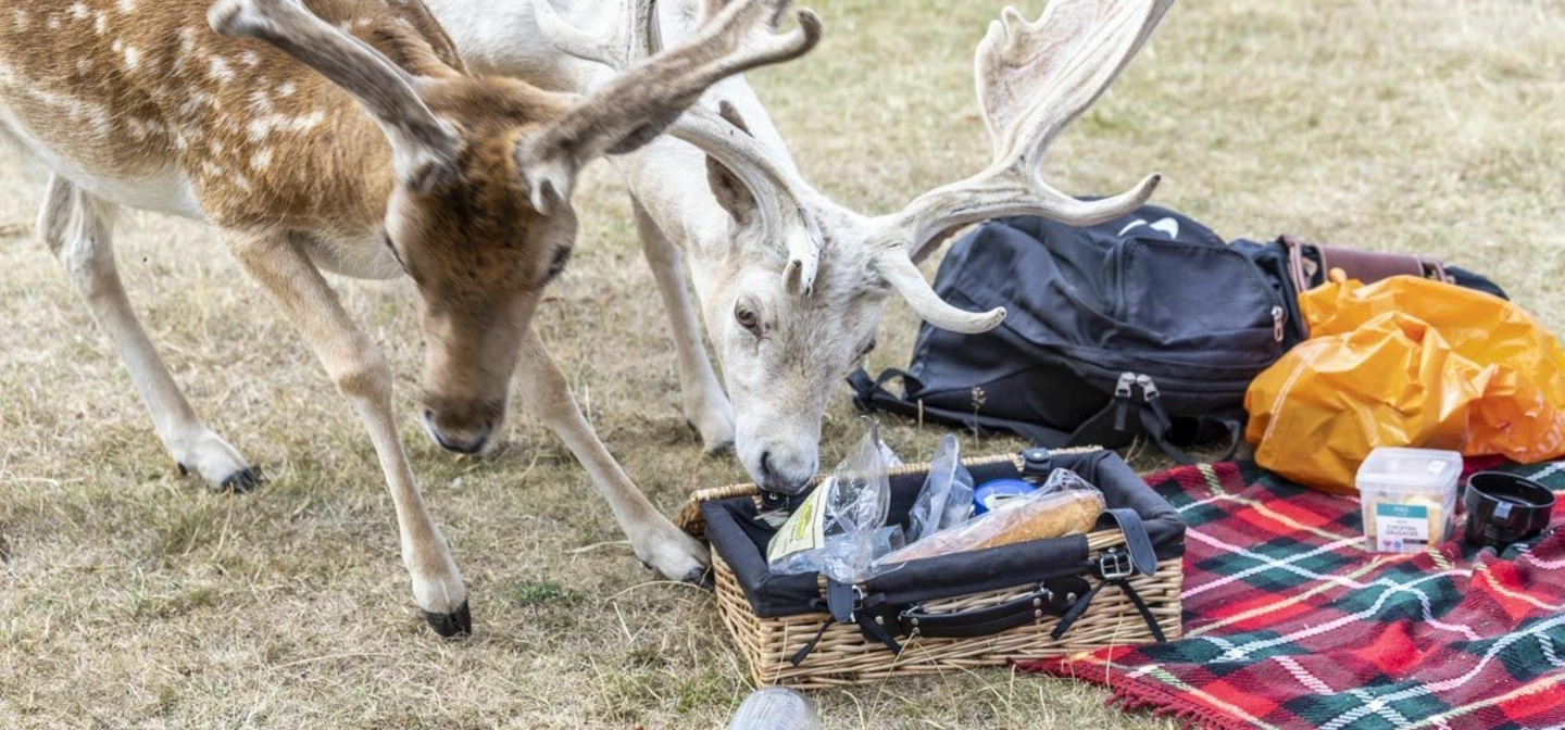 two deers eating food from a picnic on the ground