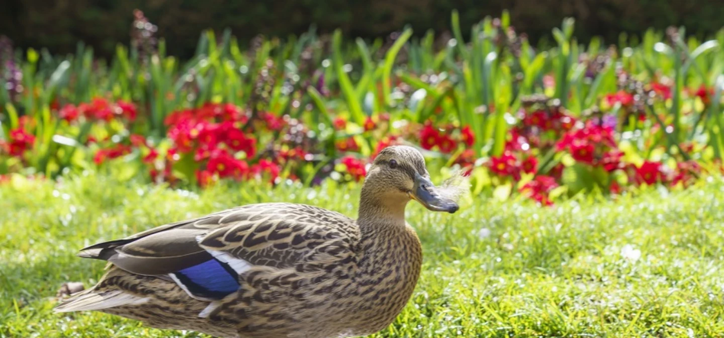 Duck in Greenwich Park in spring