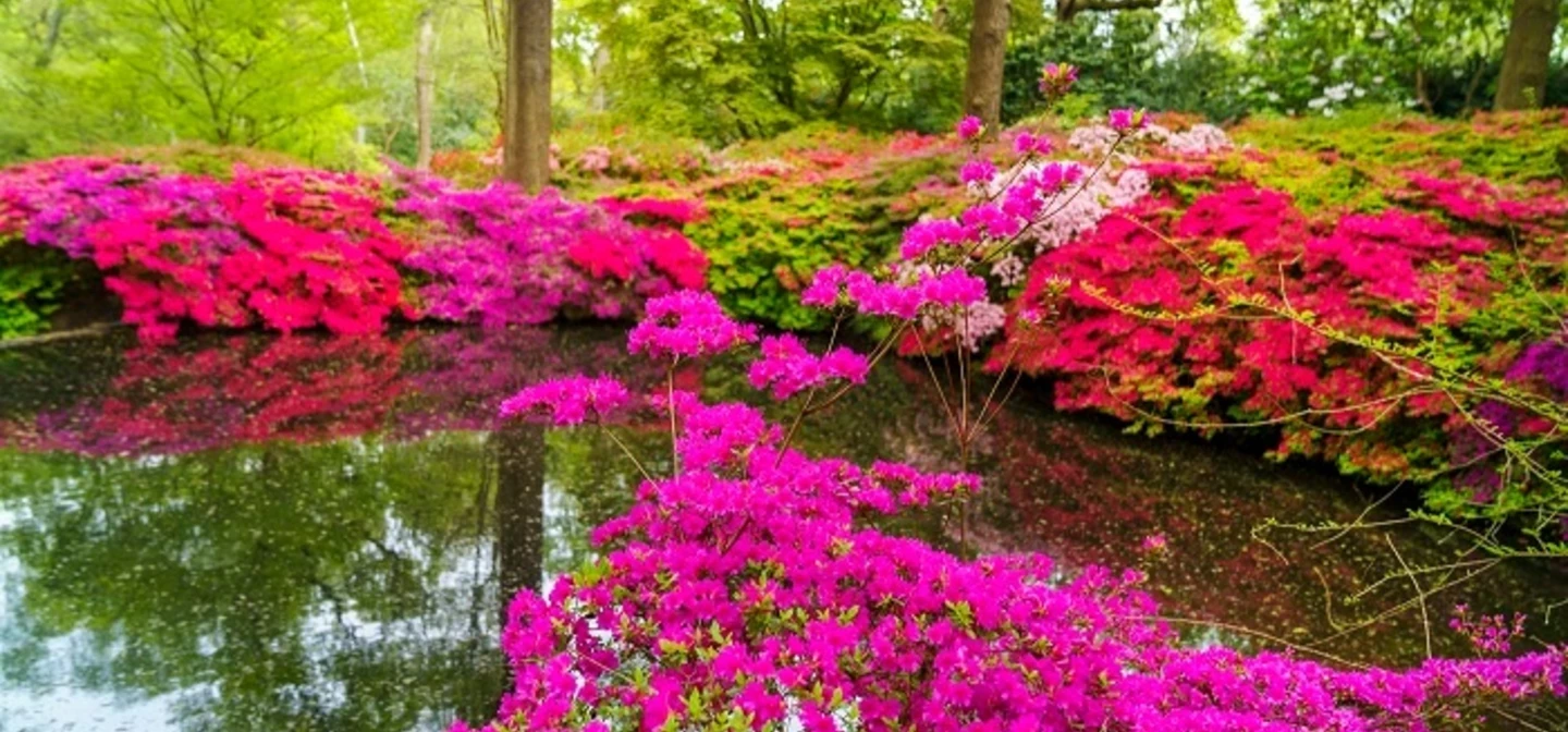 Isabella Plantation in spring