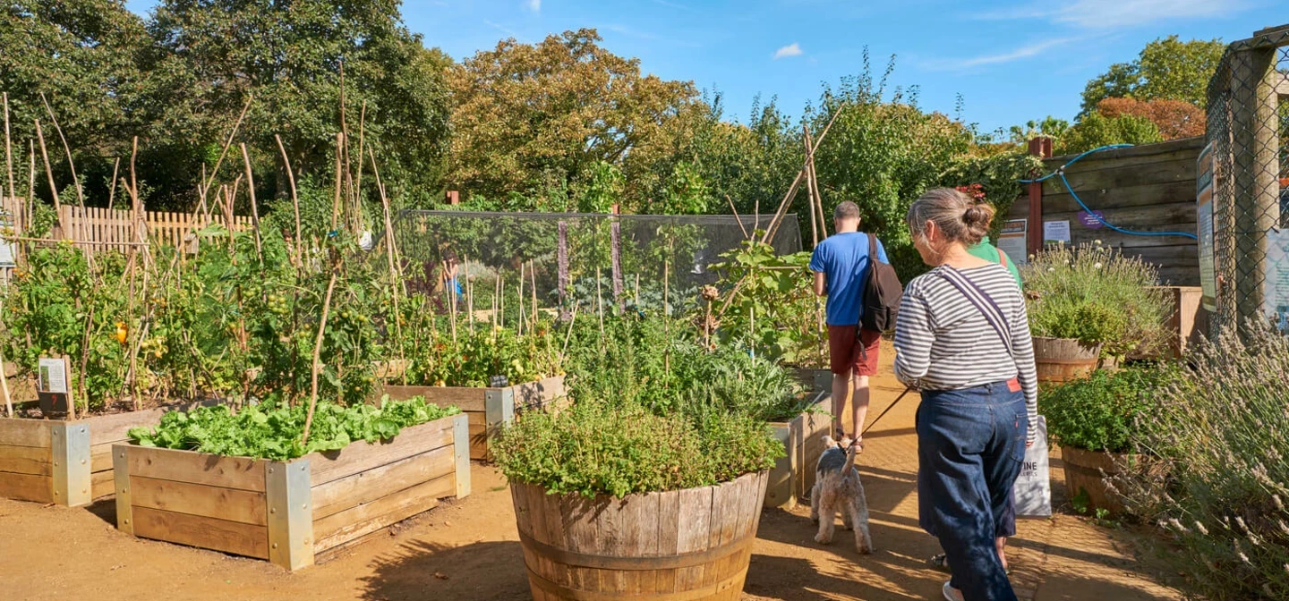 Kensington Gardens allotment