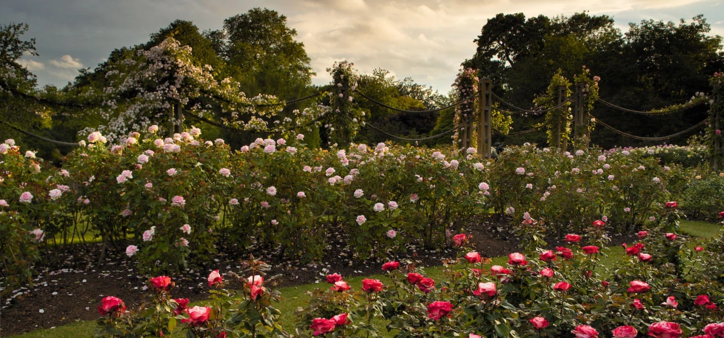 The roses in Queen Mary's Garden, The Regent's Park