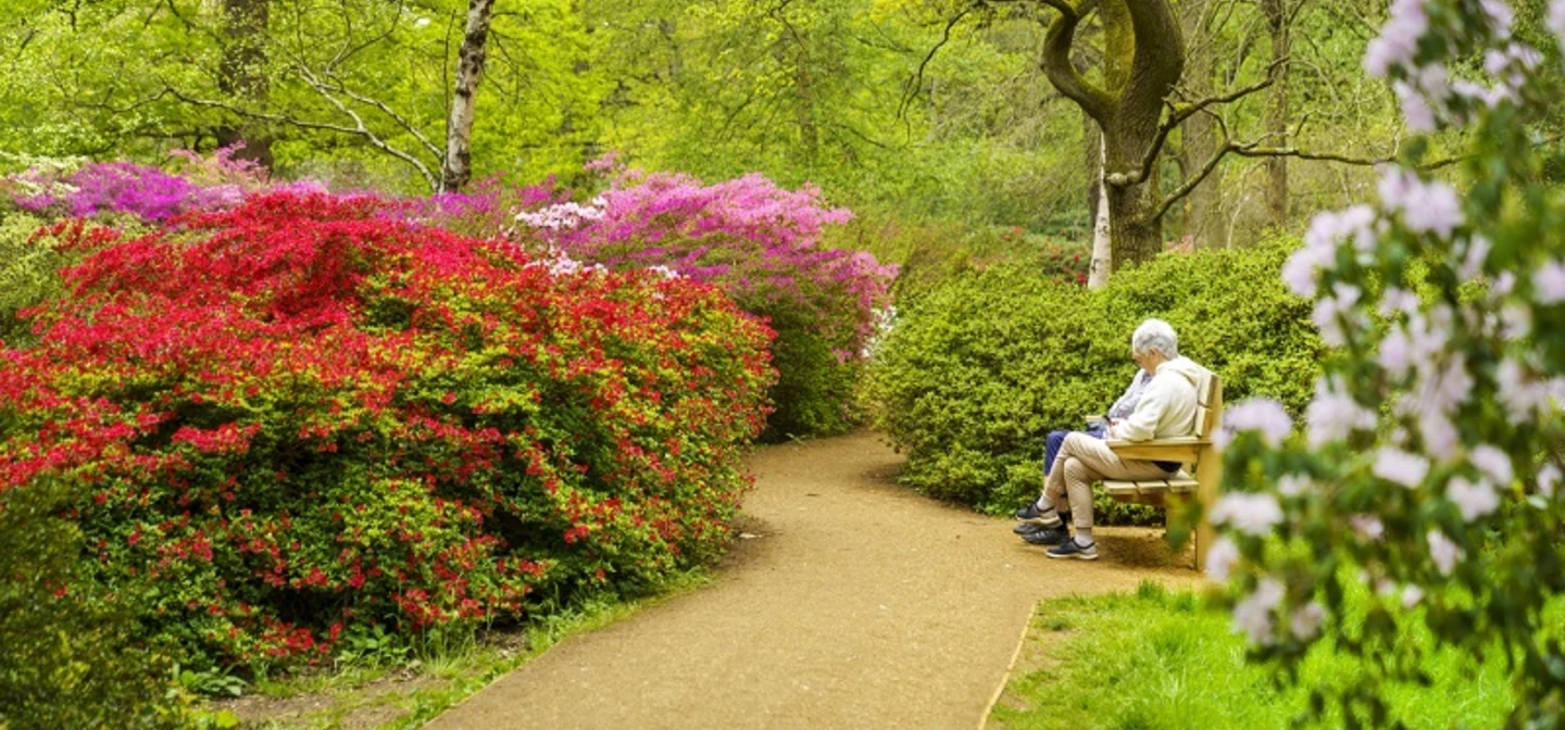Isabella Plantation in Richmond Park