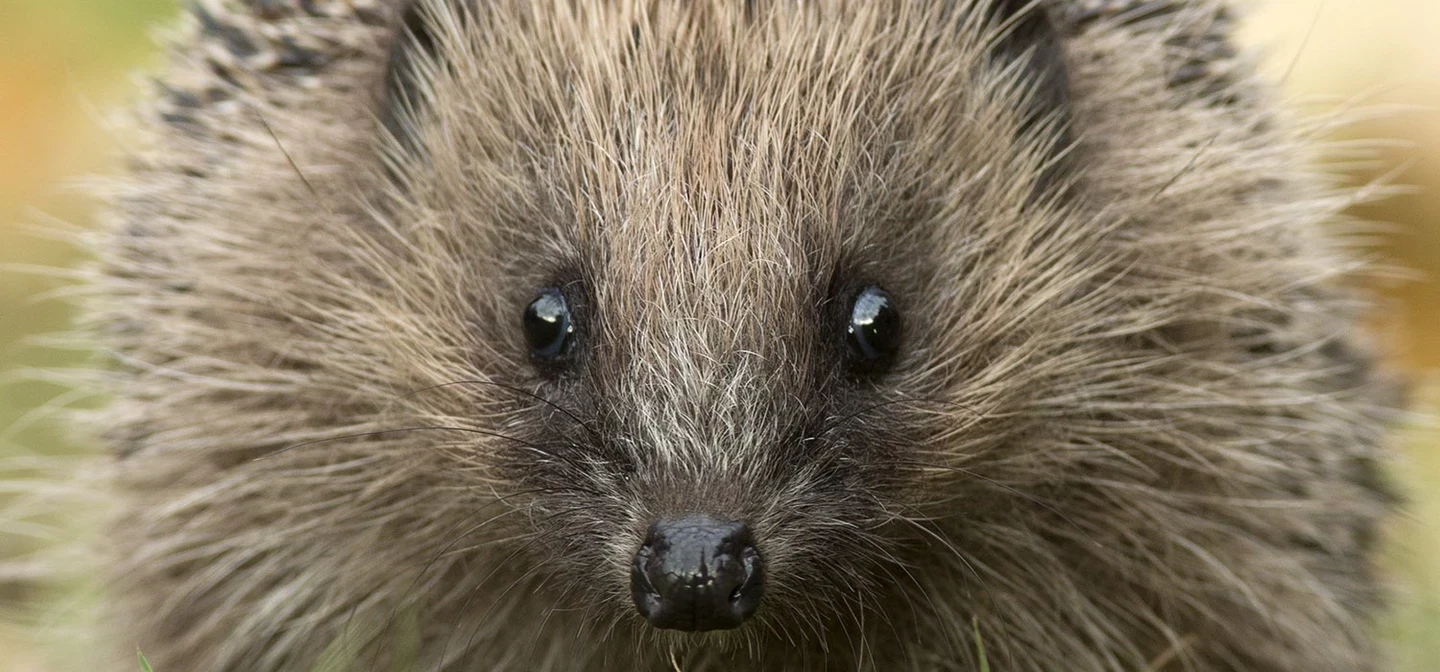 Hedgehog