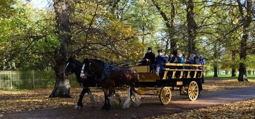 Carriage rides in Bushy Park