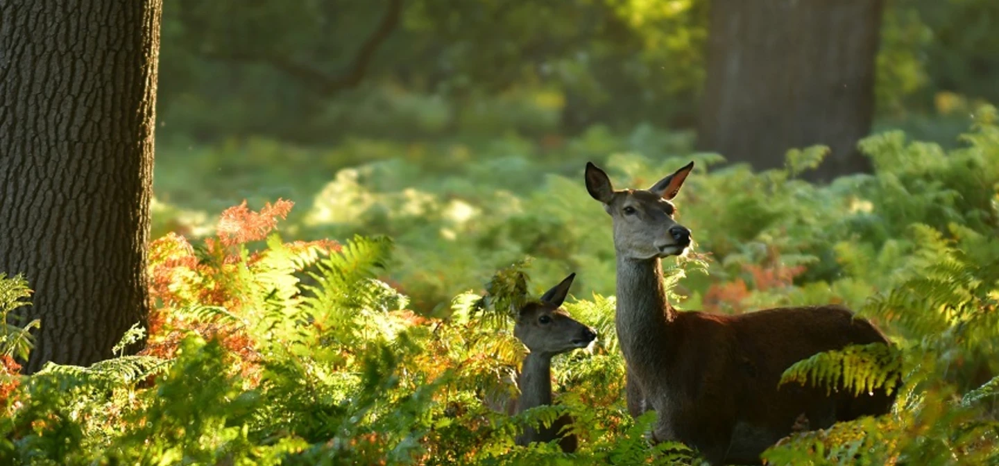 Deer and fawn in the ferns