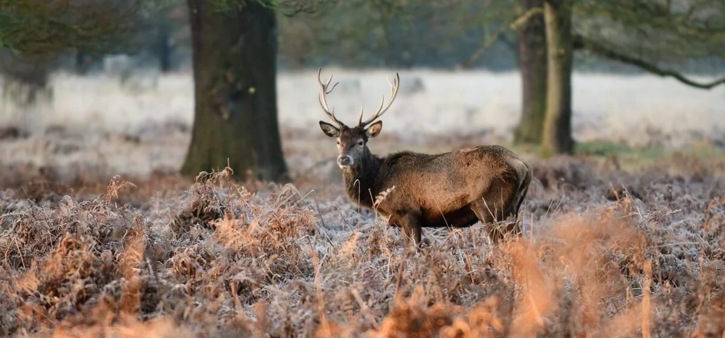 Deer in Bushy Park in winter
