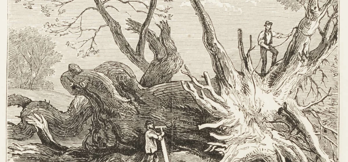 Illustration from 1881 depicting a fallen chestnut tree