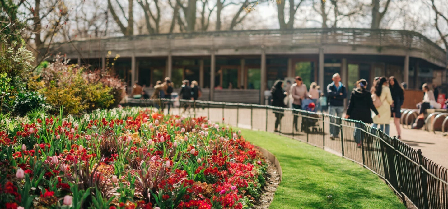 Spring flowerbeds by St. James's Park Café