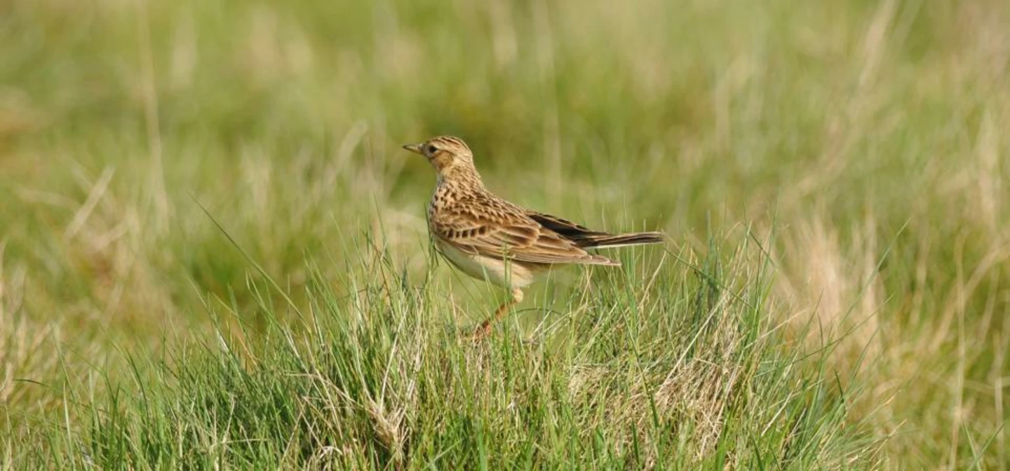 A skylark stood in the grass