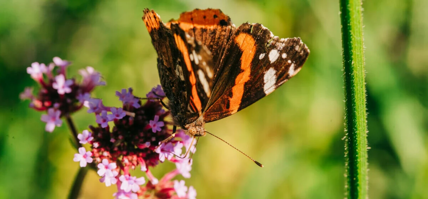 Red Admiral butterfly