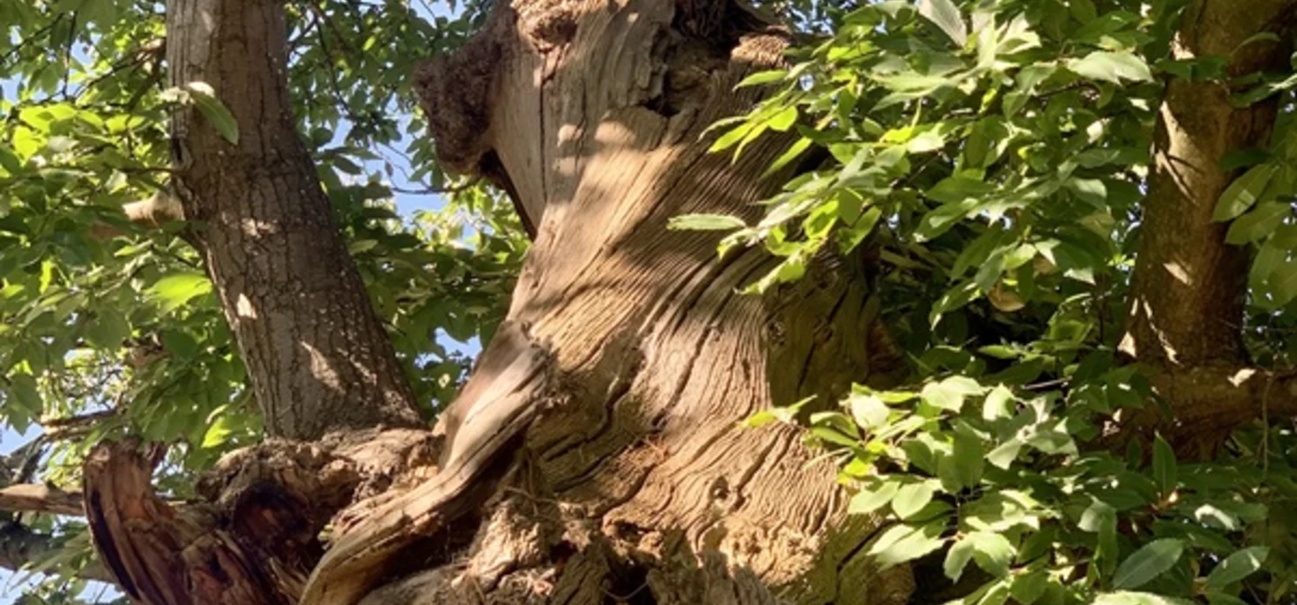 A view looking up the tree trunk from the ground look through the leaves.