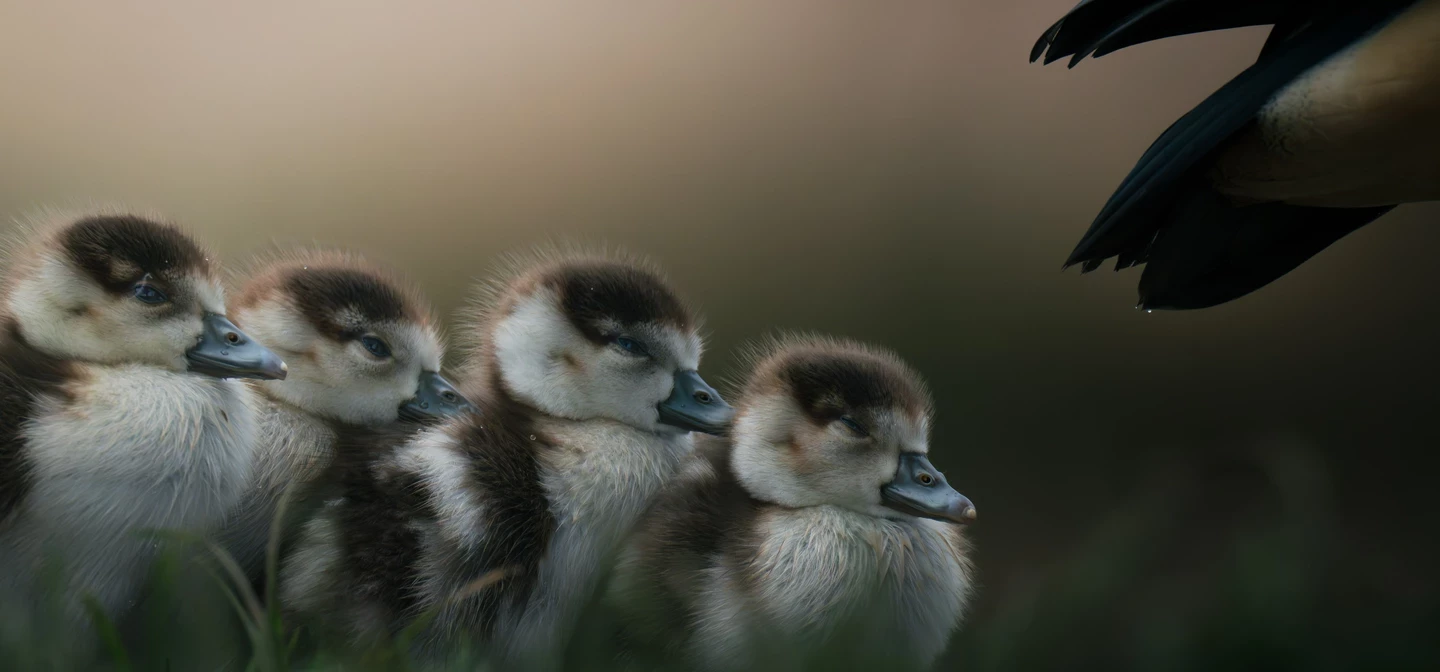 A row of four fluffy goslings under the protective wing on their parent