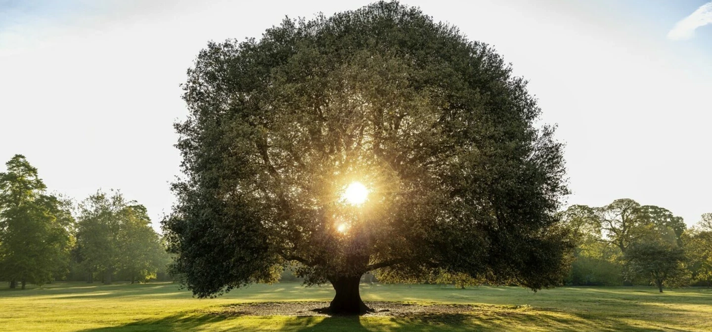 Sunlight shining through the middle of a leafy green tree 