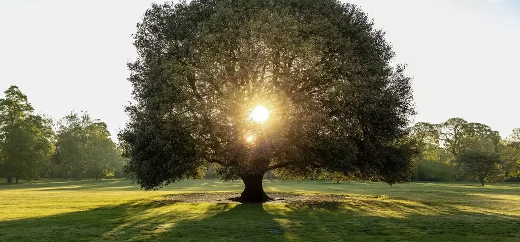 Sunlight shining through the middle of a leafy green tree 