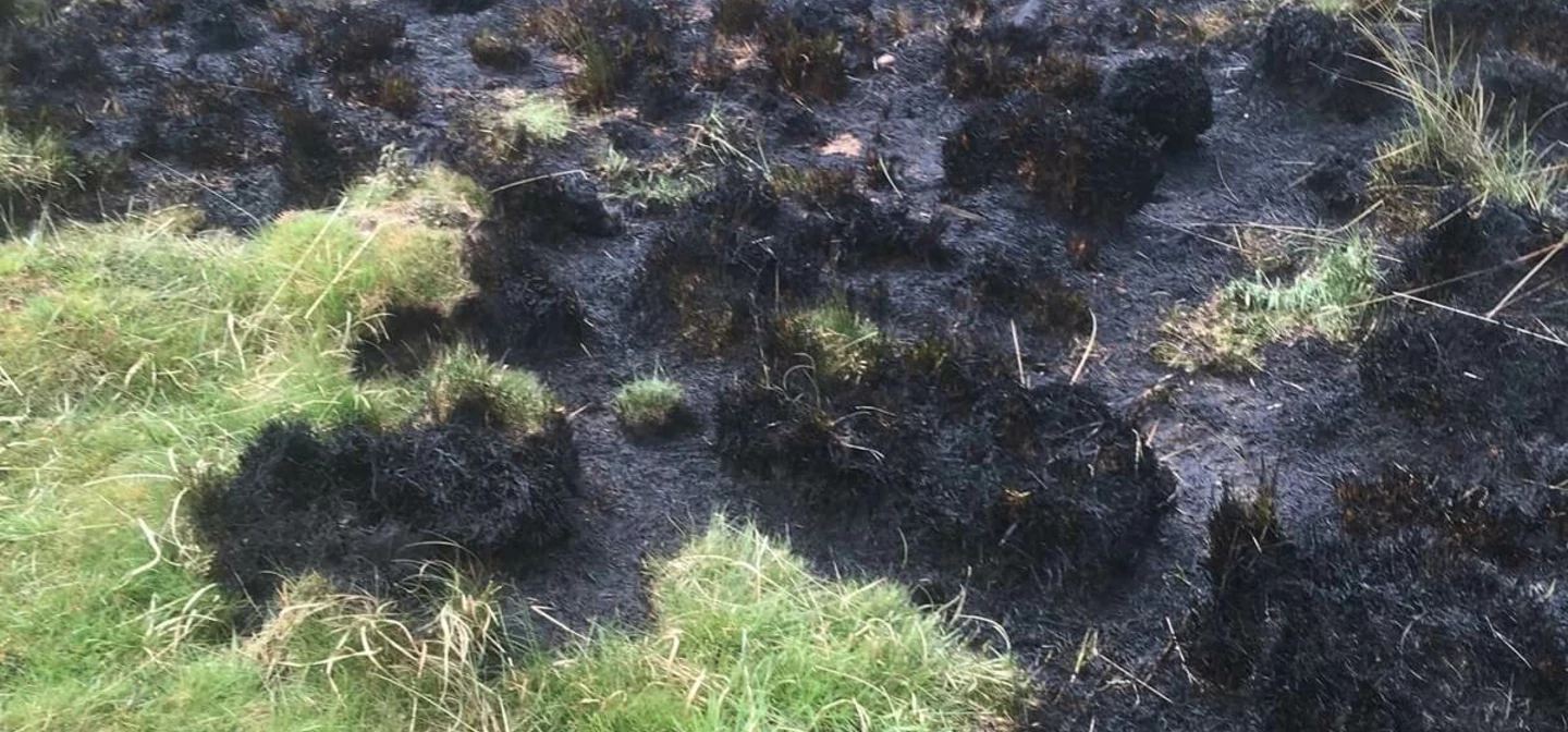 Fire damage to grass in Richmond Park