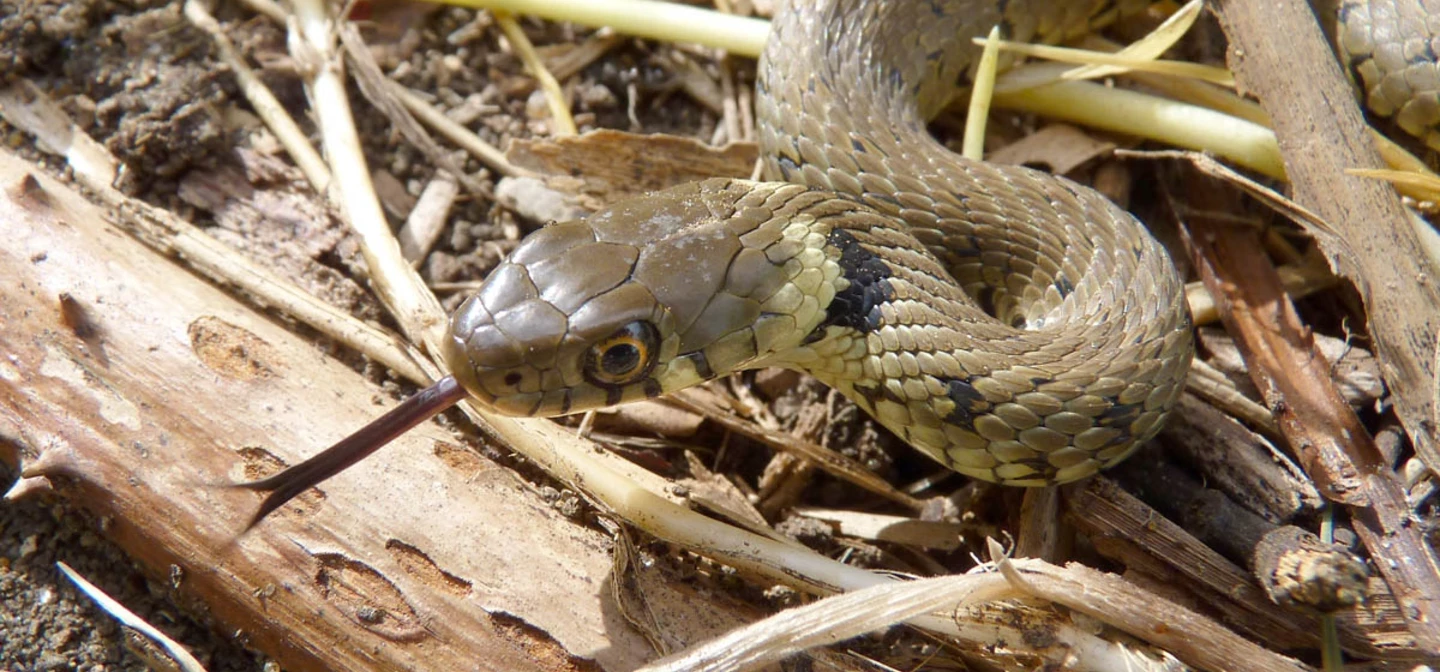 Grass snake in the park