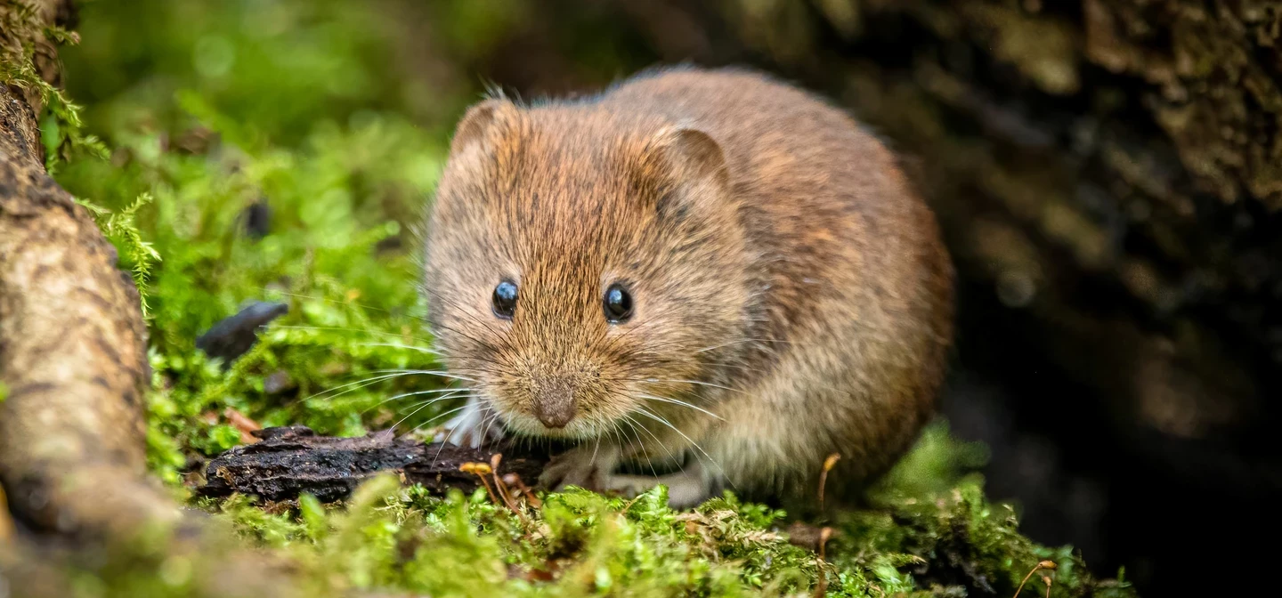 Field mouse in the grass