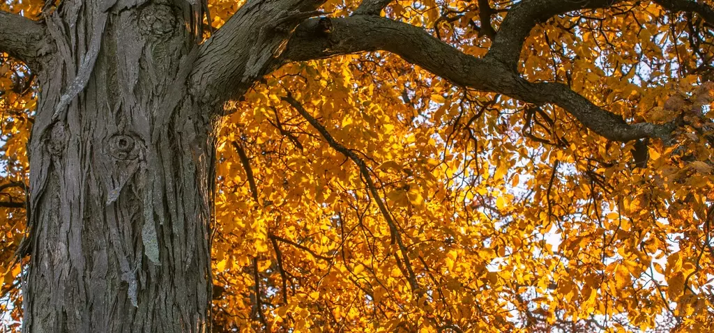 Tree in Greenwich Park