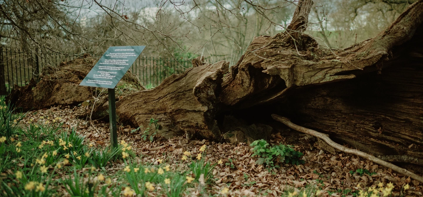 Queen Elizabeth's Oak, Greenwich Park