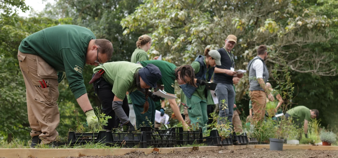 A team of ten Royal Parks apprentices together with skilled gardeners, plant 300 plants in a trial bed close to the proposed new garden to commemorate Queen Elizabeth II in The Regent's Park