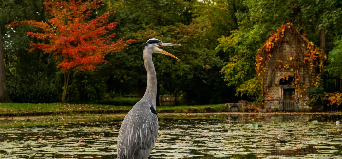 Heron in Bushy Park in autumn