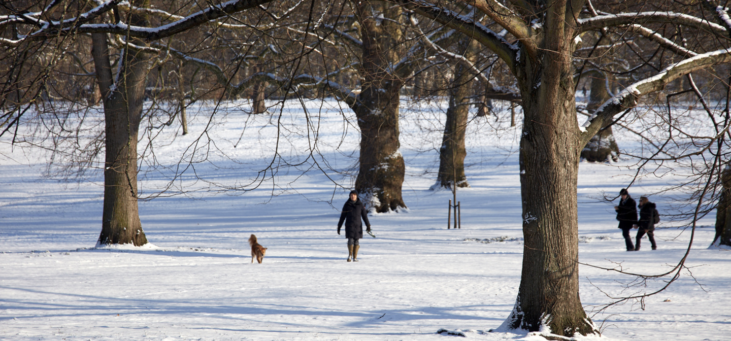 The Green Park in winter