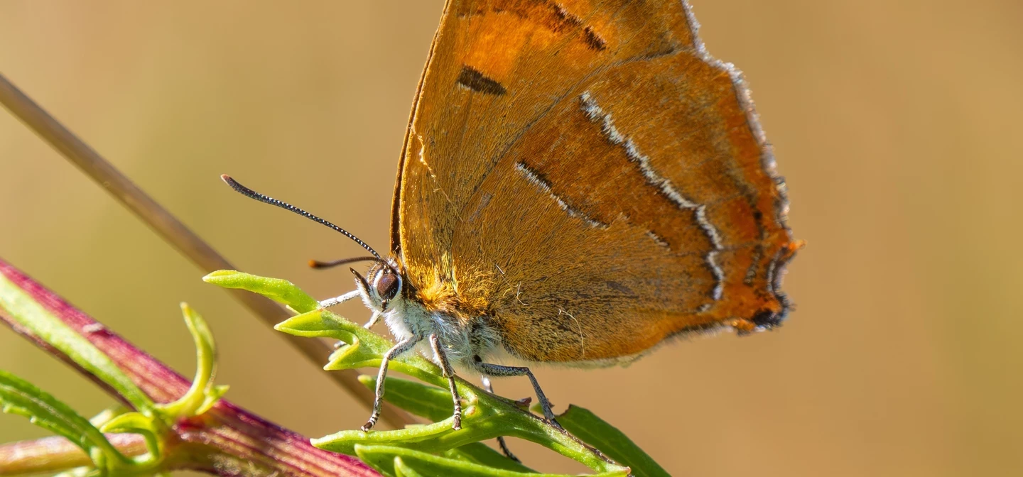 Brown hairstreak butterfly resting on a leaf