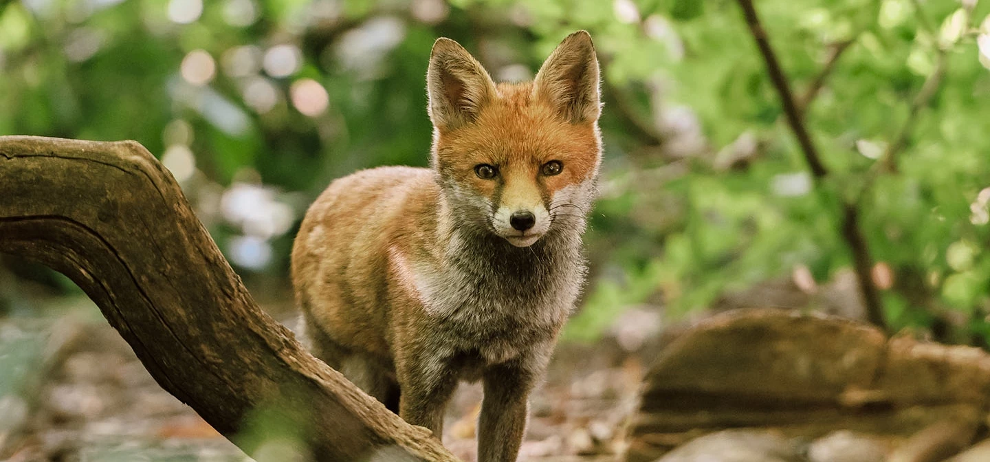 Fox in the undergrowth