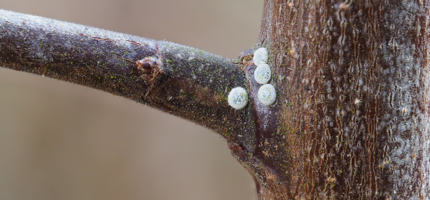 Brown hairstreak butterfly eggs on a twig