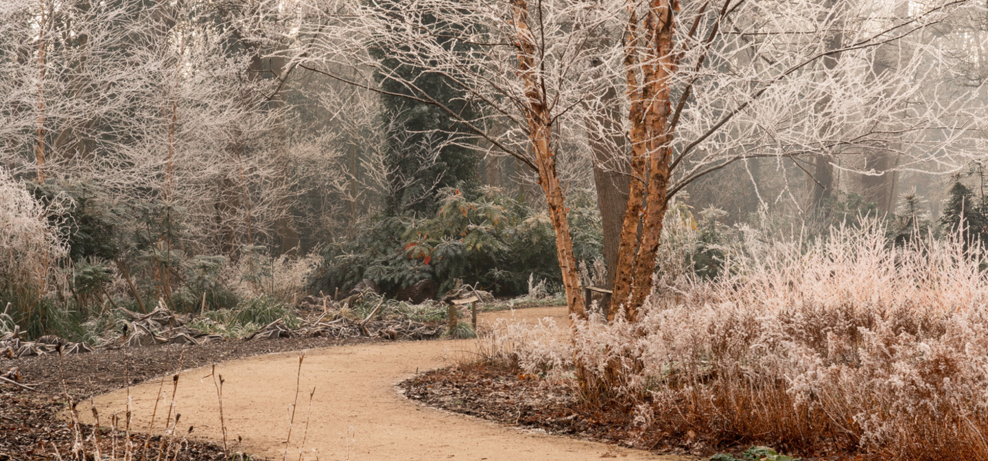 Winter path with frost on tree