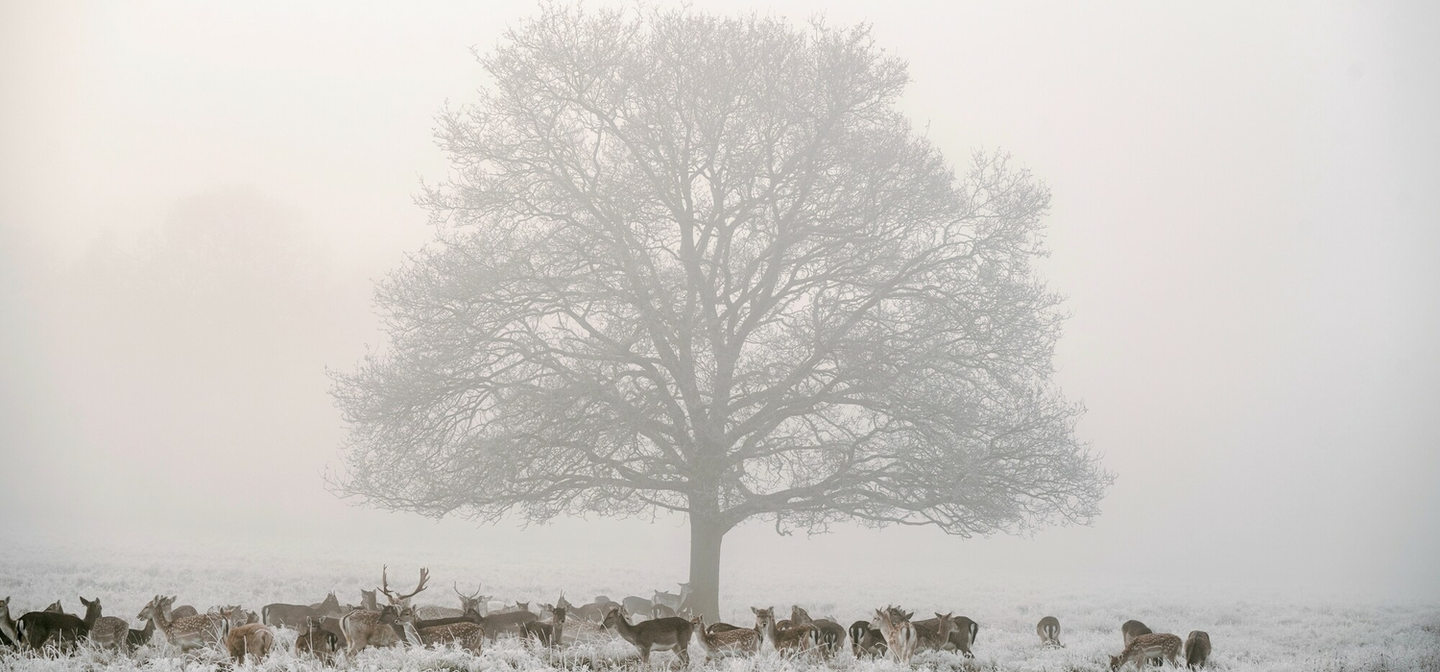 Richmond Park in December