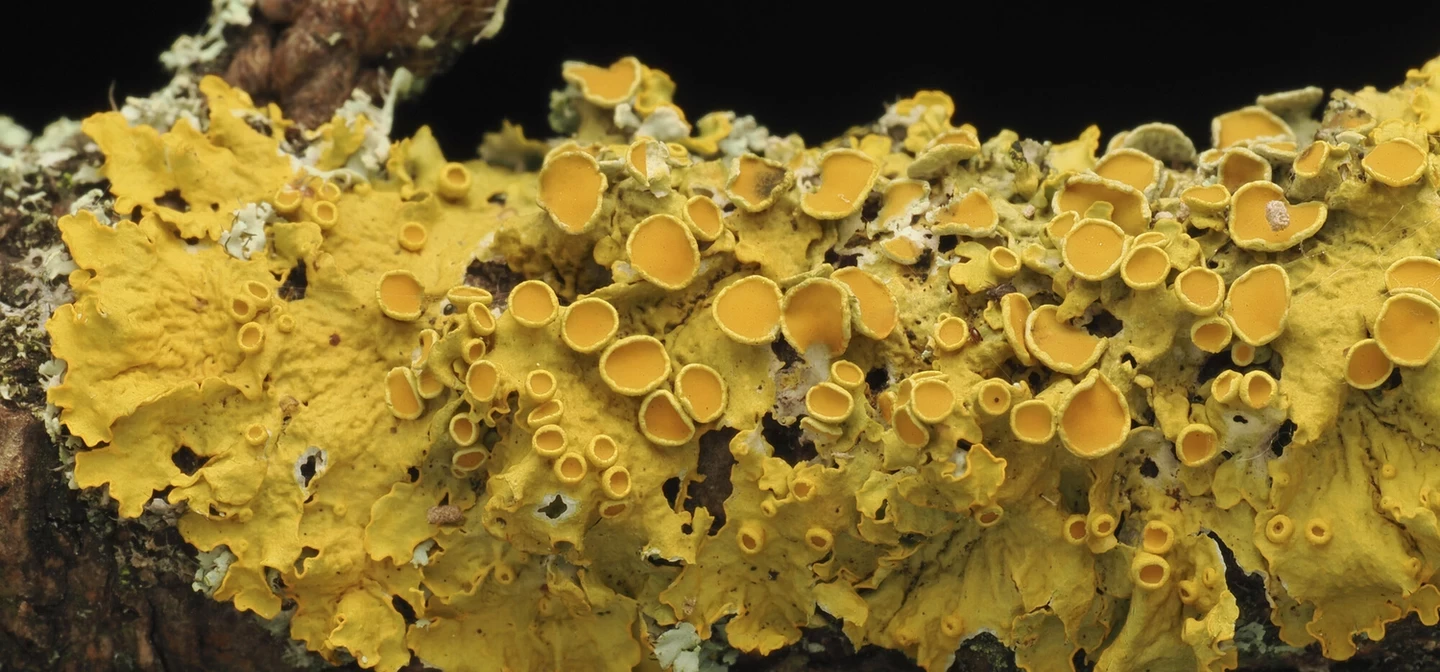 Sunburst lichen on a branch