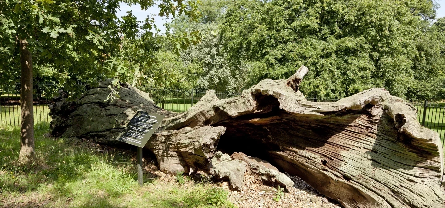 Queen Elizabeth's Oak today