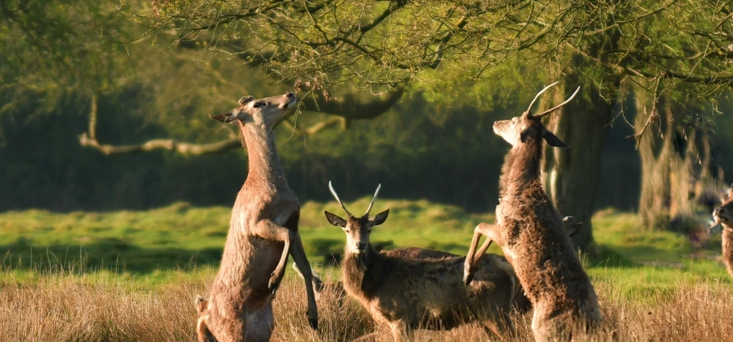 Bushy Park Spring Hero