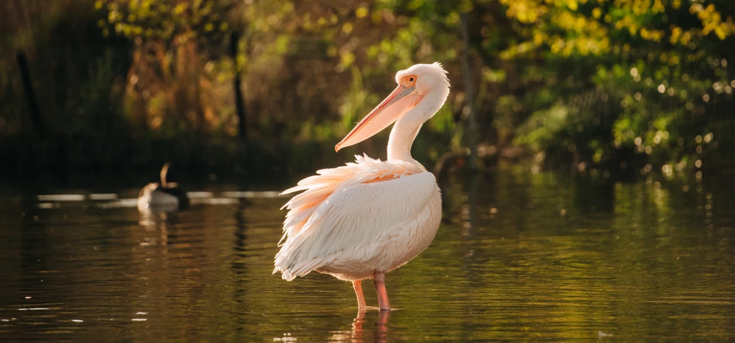 St James's Park Wildlife Hero Spring