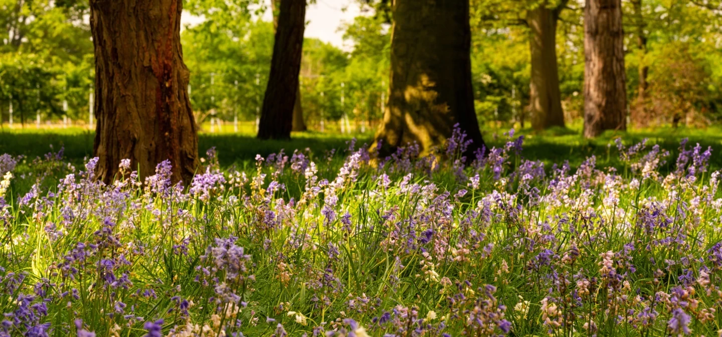 Bushy Park Spring Hero Gardens