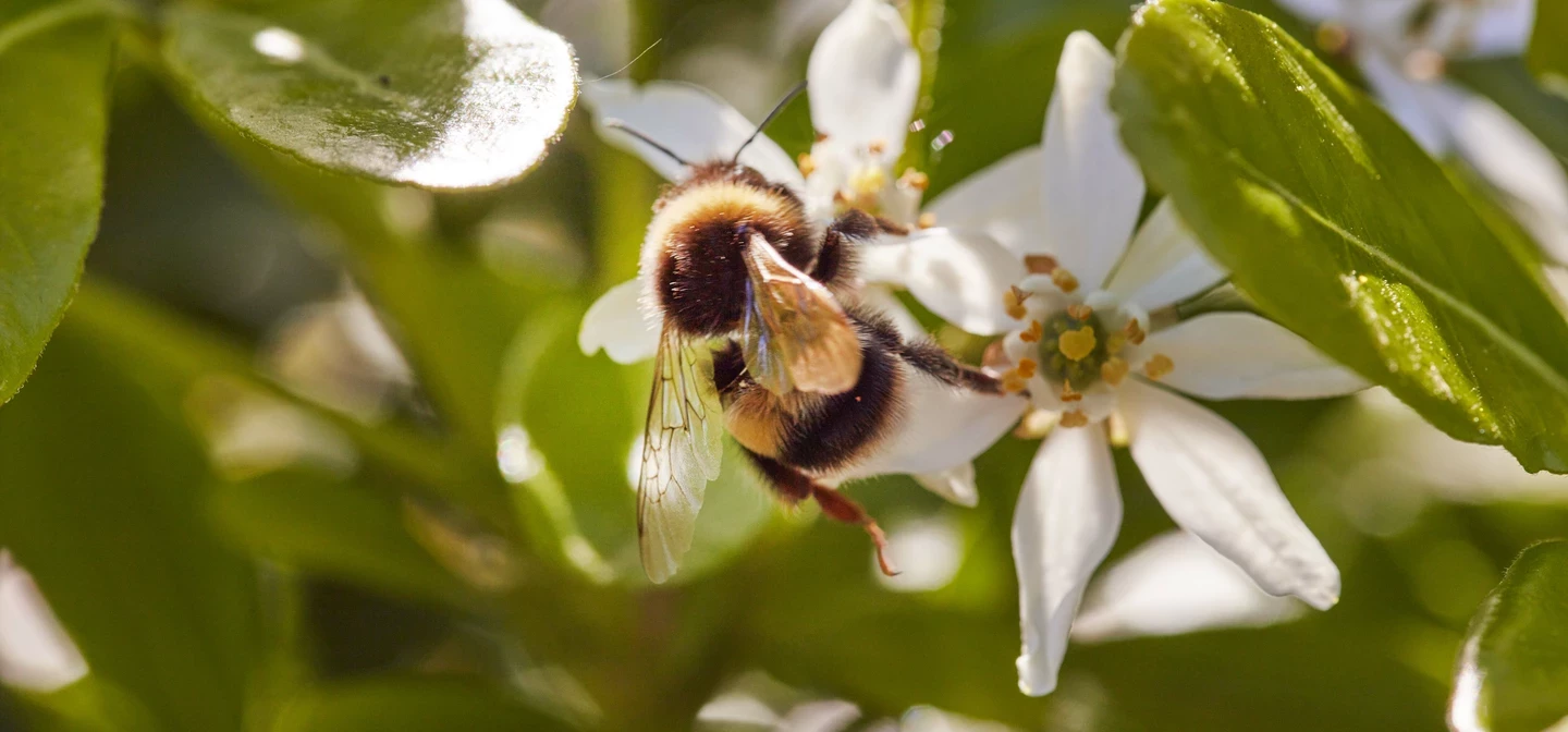 Bumblebee pollinating flower