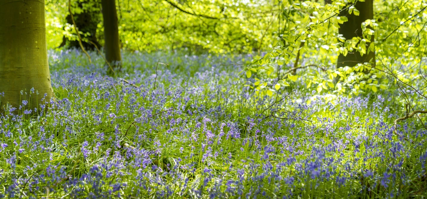 Isabella Plantation Spring Hero