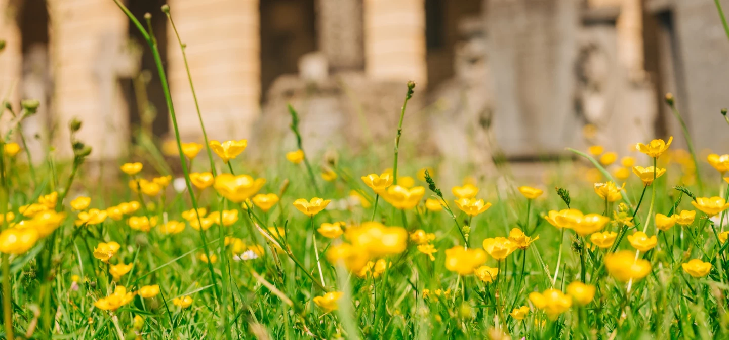 Brompton gardens spring