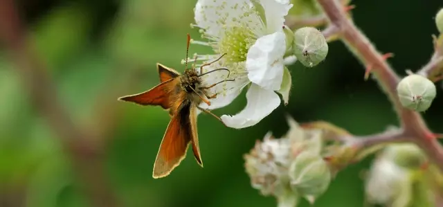 Essex Skipper butterfly on a flower