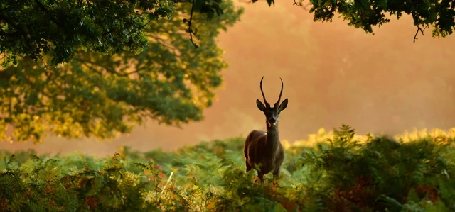 Deer in Richmond Park