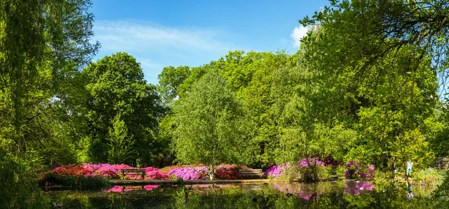 Flowers next to the Isabella Plantation